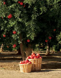 Pomegranates tree and baskets