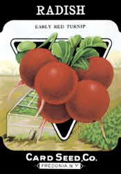 Radishes