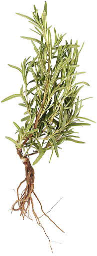 Rosemary