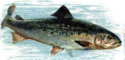 Salmon Migration Facts