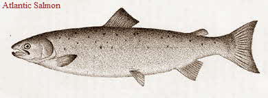 Atlantic Salmon