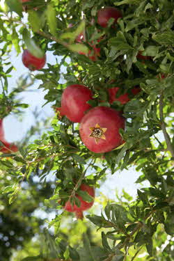 pomegranate on tree