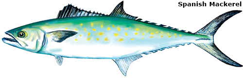 Spanish Mackerel