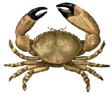 stonecrab