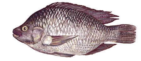 Tilapia Fish