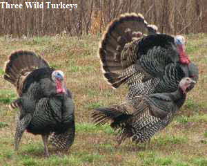Three wild turkeys
