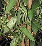 Vanilla bean pods on tree