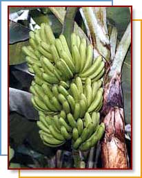Bananas