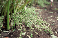 cardamom plant