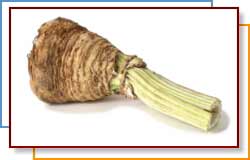 CELERY ROOT