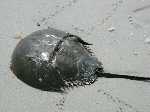 Horseshoe Crab Horseshoe Crab