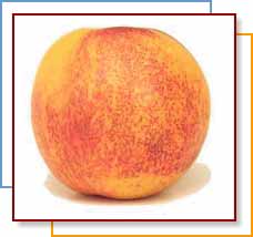 NECTARINE