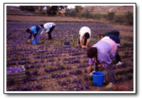 saffron pickers