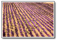 saffron rows