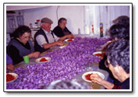 saffron sort