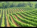 barboursville vineyards