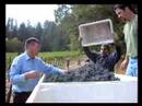 merlot-harvest