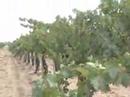 temecula-wine country