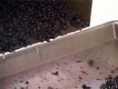 vineyards of domaine gayda