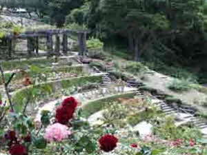 Berkeley Municipal Rose Garden Berkeley Municipal Rose Garden