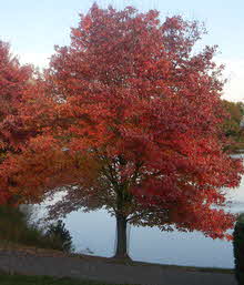 ri state tree