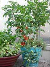 Tomato Plant in Container