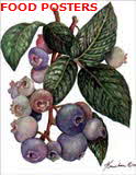 Blueberry Plant