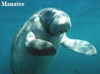 Manatee Manatee