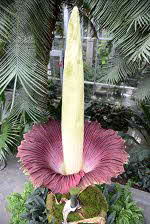 Titan Arum