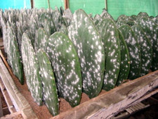 Cochineal