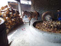 Crushing Baked Agave for Mezcal