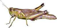 Chapuline (grasshopper)