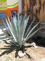 Agave