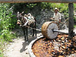 Mezcal Production