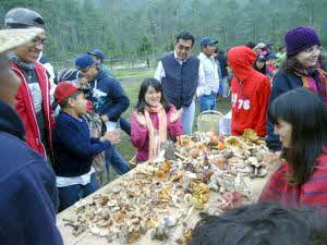 Lots of wild mushrooms!