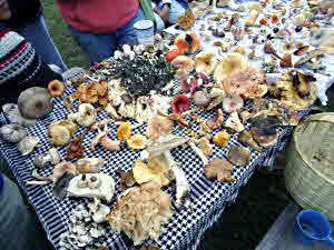 Mushrooms on display