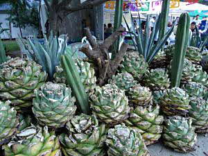 Piñas, Cactus and Full Agave