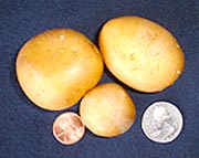 Alby’s Gold Potato