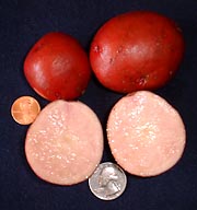 ALL RED POTATO