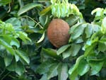 Guiana Chestnut CLICK FOR LARGER IMAGE