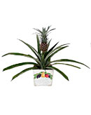 Pineapple Plant Pineapple Plant