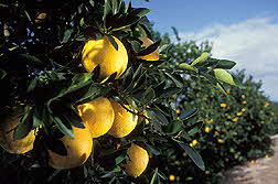 Navel Oranges