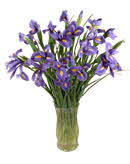25 Irises