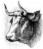 Cattle head
