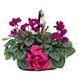 Cyclamen Basket