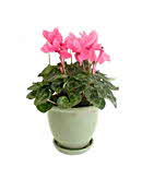 Cyclamen