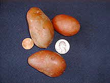 French Fingerling Potato