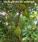 Jackfruit high up in the tree