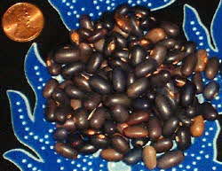 Mediterranean Blue Beans