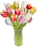 Mixed Tulips